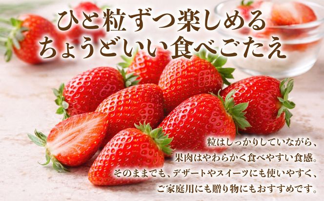 【先行予約】 いちご 約1kg（約250g×4パック） イチゴ 苺 果物 くだもの フルーツ 旬 ジャム スムージー スイーツ 熊本県 八代市 【2027年1月上旬より順次発送】
