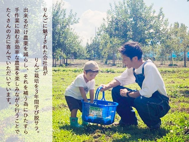 りんご 定期便 3ヶ月 青森 訳あり リンゴ 3種 サンつがる 紅玉 サンふじ 約5kg (18～20玉) 3回 たわわ農園 フルーツ 果物 定期 9月・10月・11月発送予定 ※オンライン決済限定