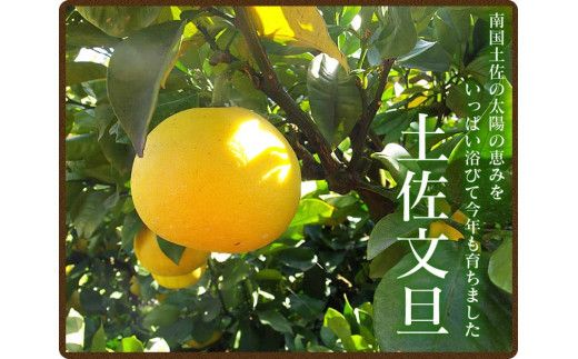 【CF-R7hbk】【先行予約】ワケあり土佐文旦(※シミ・キズあり) 10kg・ サイズおまかせ 産地直送 フルーツ 果物 在庫限り