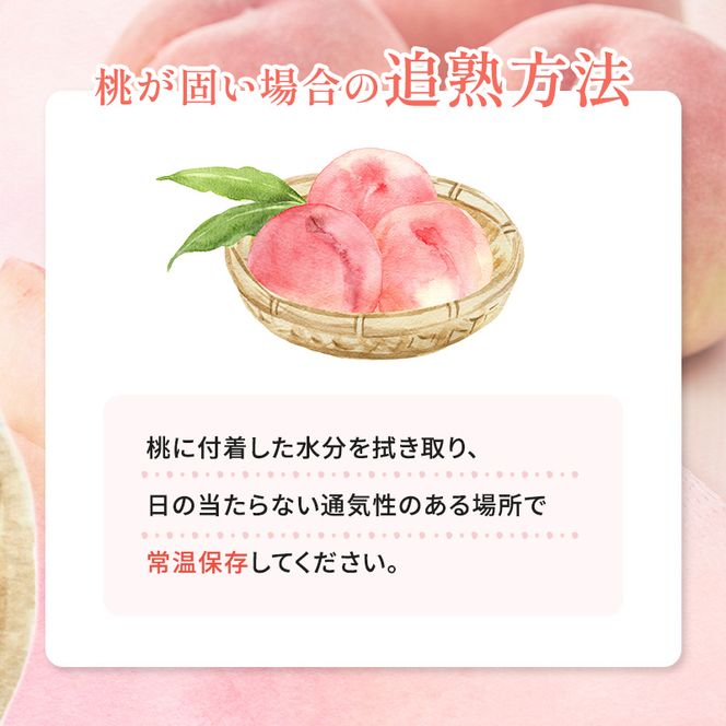 【2026年発送】志賀高原の麓で育った 桃（白鳳系）特秀10玉 約2.5kg 桃 もも 白鳳 フルーツ 果物 デザート 長野
