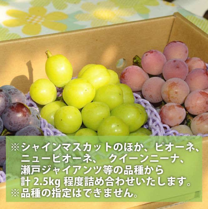 【先行予約/2026年発送】シャインマスカット等の旬のぶどう詰め合わせ 2.5kg（シャインマスカット ぶどう ブドウ 果物 セット 詰め合わせ フルーツ 2026 贈答用 限定）
