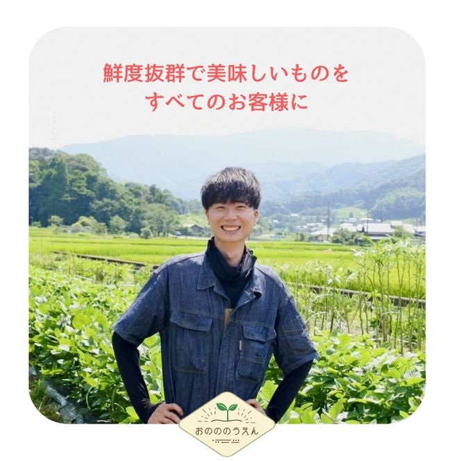 【2026年発送分予約】京都府産　新生姜 3kg 栽培期間中 農薬 化学肥料 除草剤不使用 生姜 しょうが 酢漬け 薬味 野菜 紅茶 ガリ チューハイ 健康 国産 おつまみ