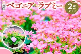 【先行受付9月より発送 数量･期間限定】鉢花 ベゴニア・ラブミー 5号鉢×2鉢【鉢花 ふるさと納税 敬老の日ギフト ベゴニア】(H069115)
