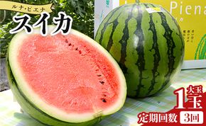 スイカ 定期便 【３回定期便】ルナ・ピエナスイカ(大玉) 1玉 Wyu-0042