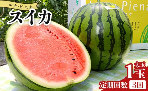 スイカ 定期便 【３回定期便】ルナ・ピエナスイカ(大玉) 1玉 Wyu-0042