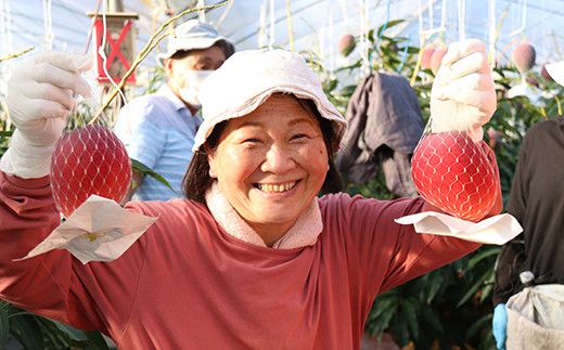 【JA大崎選果場厳選】「大崎産マンゴー2026」 おおよそ300g×2玉 464686_X018