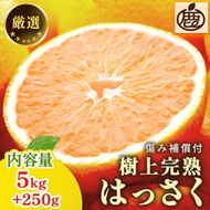 ＜4月より発送＞厳選 樹上完熟はっさく5kg+250g（傷み補償分）【有田の春みかん・五月八朔・木生りはっさく】【光センサー選別】