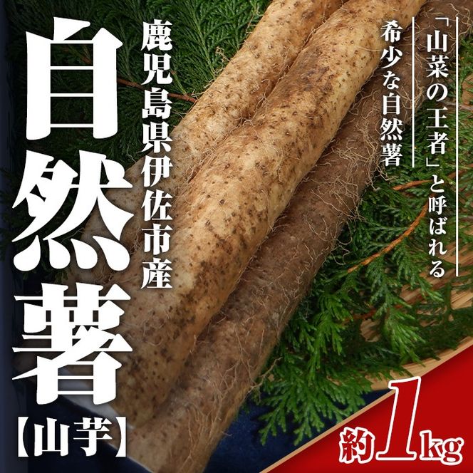 isa804 《期間・数量限定》鹿児島伊佐 自然薯(約1kg) 国産 鹿児島産 伊佐市 じねんじょ 山芋 とろろ 産地直送 冷蔵 【エコファーム永池】