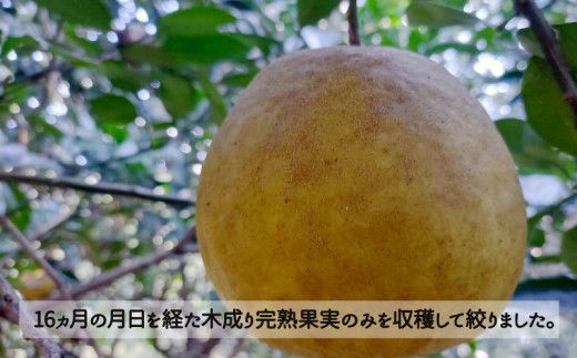 樹齢40年 愛南ゴールドジュース 720ml × 2本 河内晩柑 愛南ゴールド 焼酎 蒸留酒 果汁 無添加 ジュース 贈答 ギフト プレゼント 河内晩柑 ばんかん 柑橘 かんきつ 果汁 100% 愛媛 みかん 蜜柑 ゼリー 寒天 母の日 敬老の日 お歳暮 お中元 国産 愛南町青果市場