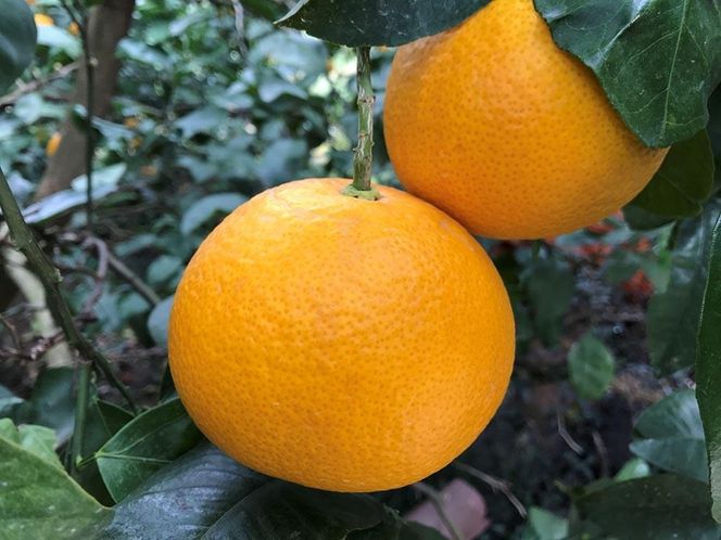 化粧箱 小箱 手詰め 有田 はっさく 特秀 大玉 2L サイズ × 4玉入 南泰園 みかん BS700