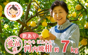 数量限定 先行予約 訳あり 河内晩柑 7kg 7000円 みかん わけあり かわちばんかん mikan 蜜柑 ミカン 愛南ゴールド あいなん ゴールド 文旦 派生 和製 グレープフルーツ 産地直送 国産 農家直送 期間限定 特産品 ゼリー ジュース アイス 等に 人気 限定 甘い さわやか フルーツ 果物 柑橘 規格外 あいなんマザーズ 愛南町 愛媛県