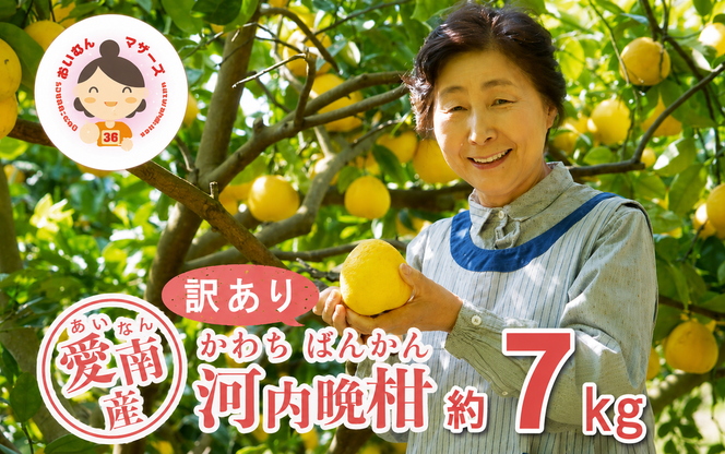 数量限定 先行予約 訳あり 河内晩柑 7kg 7000円 みかん わけあり かわちばんかん mikan 蜜柑 ミカン 愛南ゴールド あいなん ゴールド 文旦 派生 和製 グレープフルーツ 産地直送 国産 農家直送 期間限定 特産品 ゼリー ジュース アイス 等に 人気 限定 甘い さわやか フルーツ 果物 柑橘 規格外 あいなんマザーズ 愛南町 愛媛県