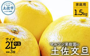 マルツジ果樹園の土佐文旦 家庭用(中玉) 約1.5kg 1.5キロ 2Lサイズ 3個入り ぶんたん ブンタン フルーツ 柑橘 みかん 果物 くだもの 柑橘類 デザート ご自宅用 ご家庭用 お取り寄せ 国産