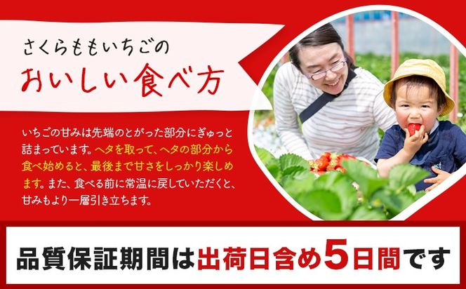 【CF】いちご 佐那河内村限定 さくらももいちご  24粒 28粒 化粧箱 JA徳島市佐那河内支所 ふる里産品推進協議会《3月発送》徳島県 佐那河内村【配送不可地域あり】※離島 | ブランドいちご 産地直送 ギフト大賞 ジューシー---sanagouchi_hss_8_1k---