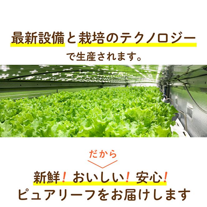 レタス 低カリウムレタス 4個入り カリウム85%カット 洗わず食べられる ビタミンK 植物工場 兵庫県 加西市 リーフレタス 栽培期間中 無農薬