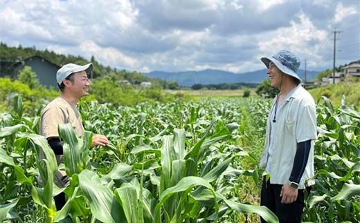 【飛騨・美濃伝統野菜】【数量限定】2026年予約販売 爽やかな辛味 青唐辛子 あじめこしょう 中津川産 1.5kg F4N-2568