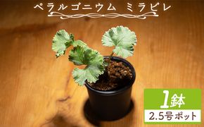 塊根植物 ミラビレ ペラルゴニウム - 植物 実生苗 インテリア ナチュラル 自然 グリーン 観葉植物 おしゃれ 癒し かわいい 多肉植物 サキュレントフィールド Succulent field 高知県 香南市 常温 cc-0013
