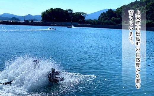 森さん家の冷凍車えび 活き〆冷凍車海老250g（約8～15尾）車海老 くるまえび 車えび 国産 天草の海 冷凍 【2026年3月下旬まで順次発送予定】