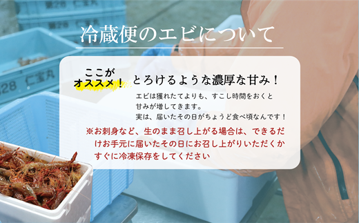 ＜ボタンエビ・シマエビ(冷蔵) 1kg(各500g)＞北海道乙部町産 産地直送