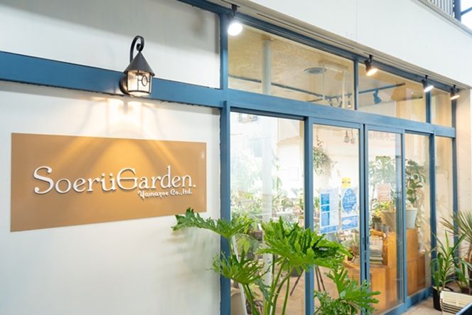 【お部屋にちょうどいい】観葉植物お試し3点セット｜専門店が選ぶ“はじめてのグリーン”【京都・京丹後】　YE00004