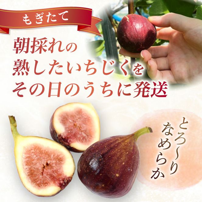 【先行予約】【2026年8月中旬～出荷】訳ありいちじく 約350g×4パック 計約1.4kg 冷蔵 果物 【配送不可地域：北海道 東北 九州 沖縄 離島】