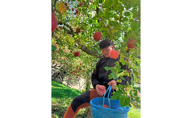 【2026年12月発送】今日を癒すひと玉 私のサンふじ　サンふじ　家庭用　10kg りんご 果物