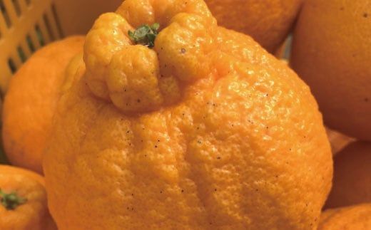 有田育ちの濃厚不知火(家庭用)(通称デコポン) 1kg+200g(傷み補償分) ※2027年1月下旬～3月下旬に順次発送 ※北海道・沖縄・その他離島地域は発送不可【ard010-c-1A】