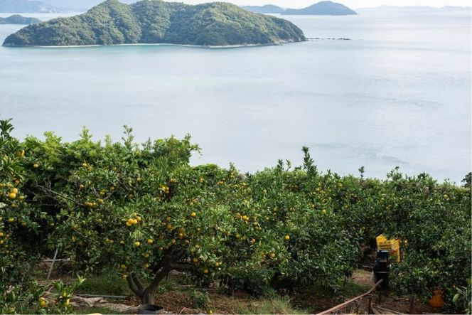 【先行予約】【数量限定】田縁農園のせとか3kg ※離島への配送不可 （2026年3月5日より順次発送） IKTA015