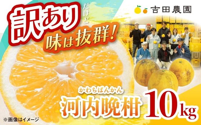 訳あり 河内晩柑10kg（家庭用） ＜ 柑橘 希少 果物 国産 フルーツ みかん 蜜柑 訳あり 家庭用 和製 グレープフルーツ ブランド 愛媛 果実 ビタミン ＞ ※2026年4月上旬～8月上旬頃に順次発送予定