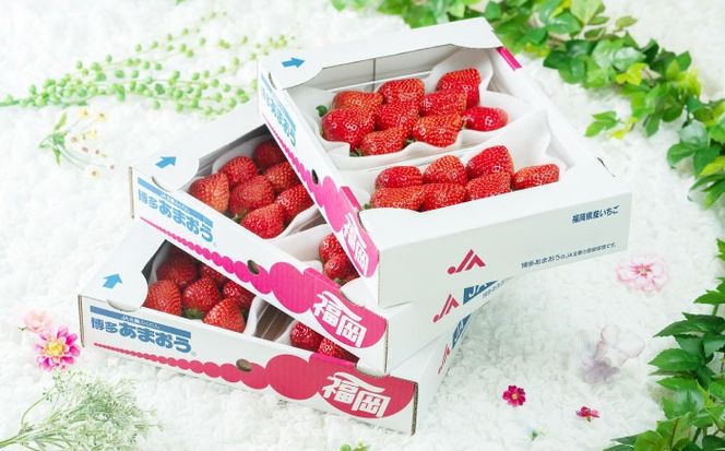 【2025年12月上旬より順次発送】 福岡産【冬】 あまおう 4パック 《築上町》【南国フルーツ株式会社】果物 苺 いちご[ABET013]
