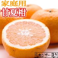 ＜4月より発送＞家庭用 甘夏柑5kg+250g（傷み補償分）◇【初夏のみかん・旬の果物】【有田産】【光センサー食べ頃出荷】【わけあり・訳あり】 ※北海道・沖縄・離島への配送不可 ※2026年4月上旬～5月下旬頃に順次発送予定