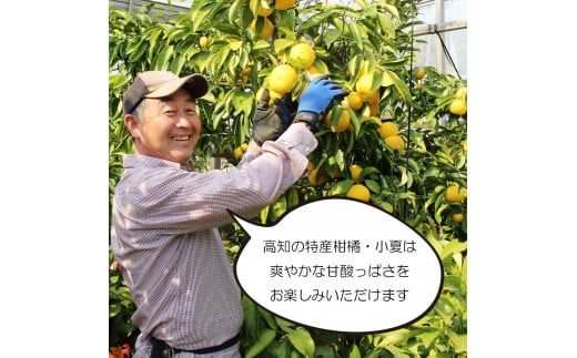 【先行予約】甘熟とさ小夏 約5kg 2S～2L〈2027年4月上旬～2027年5月中旬頃発送〉  / こなつ コナツ 果物 フルーツ 柑橘 かんきつ 宿毛小夏 すくも小夏 日向夏 ニューサマーオレンジ 爽やか 甘酸っぱい 果汁【白木果樹園】 [BQAI032]