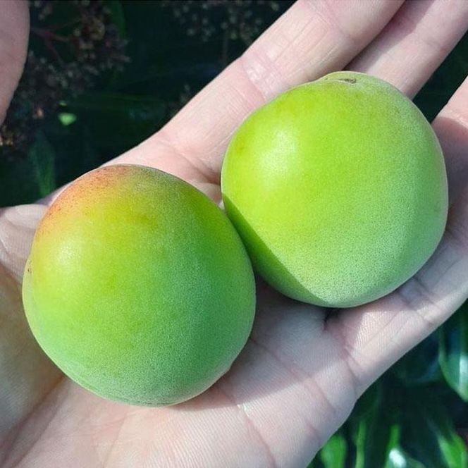 青梅 4kg 紀州南高梅 シロップ・梅酒・梅干し用等 和歌山県有田産 訳あり　2026年5月下旬～7月上旬発送予定  	CE049