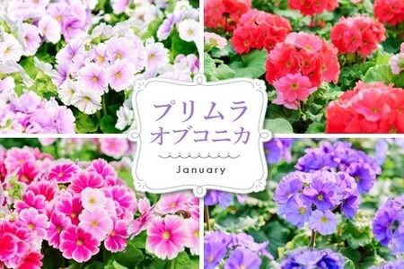 【先行受付9月より発送 数量･期間限定】鉢花 3回定期便 (9月・11月・1月お届け)【鉢花 ふるさと納税 定期便】(H069117)