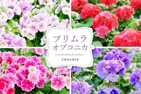 【数量限定】鉢花 3回定期便 (9月・11月・1月お届け) 【鉢花 ふるさと納税 定期便】(H069117)