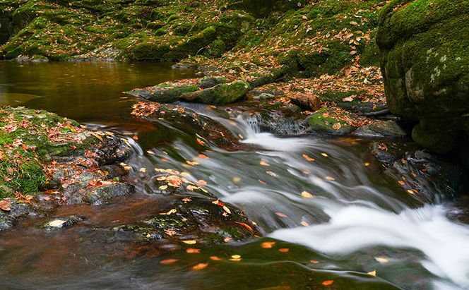 【光と水の幻想体験】赤目四十八滝招待券（4名様）| チケット 券 お出かけ 体験