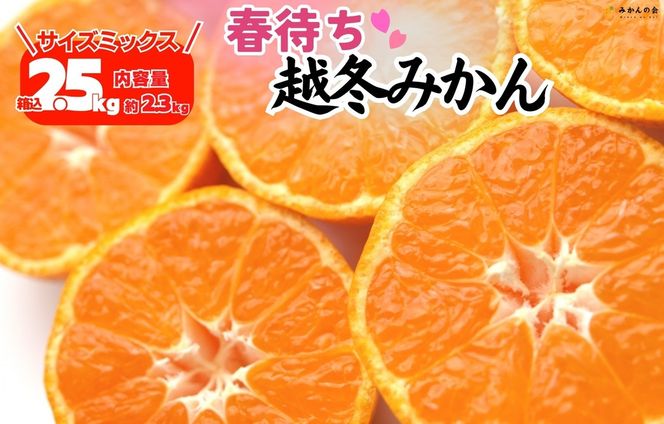 みかん 春待ち 越冬みかん 箱込2.5kg(内容量2.3kg) 等級／サイズミックス 和歌山県産 産地直送 AX430