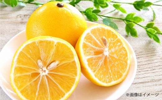自然栽培小夏 2kg / 柑橘 自然 無農薬 土佐市 【有限会社四万十くじら】 [BQBR015]