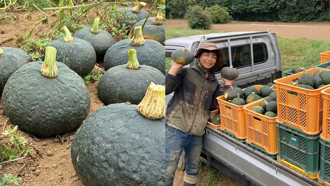 【 訳アリ 】完熟かぼちゃ ブラックのジョー 5kg（3～4玉） かぼちゃ 生かぼちゃ ほくほく ねっとり 甘い 国産 茨城県産 訳アリ お取り寄せ 野菜 国産 ［FA19-NT］