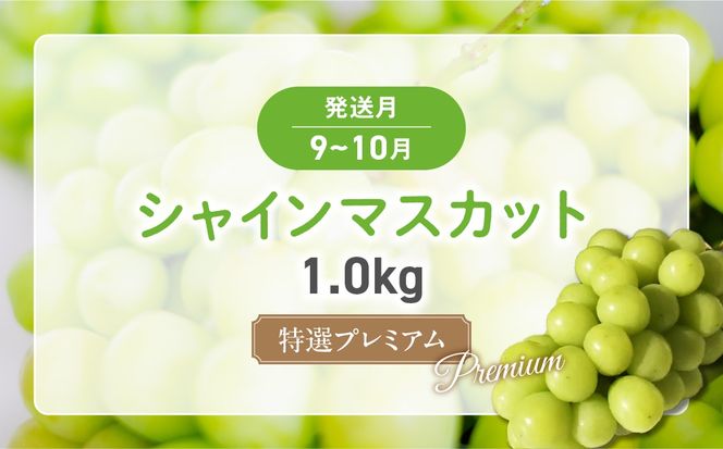 【✩先行予約✩2026年/令和8年発送分】【大人気】プレミアムフルーツ定期便　AD-219