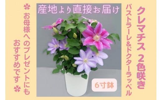 【先行予約】【長谷川園芸】クレマチス６寸２色咲き〔パストラーレ×ドクターラッペル〕１鉢 【母の日 ギフト プレゼント 贈答 花のある生活】(AT215)