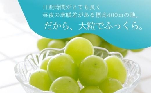 【ふるプレ限定品】【2026年 先行予約】山梨県産　シャインマスカット 約1.1kg (２房～3房)　FB014_premiamu