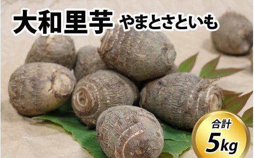 【先行予約】さといも 大和里芋（やまと）5kg【2026年11月中旬より順次発送予定】 | 野菜 芋 イモ 根菜 いも 煮物 旬 味覚 秋