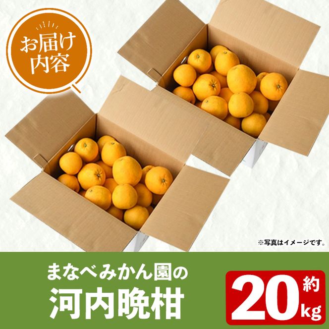 ＜先行予約受付中！2027年3月中旬以降順次発送予定＞まなべみかん園の河内晩柑(約20kg) 国産 鹿児島県産 阿久根市産 柑橘類 果物 フルーツ 期間限定 数量限定 デザート 贈答用 ギフト 【有限会社まなべみかん園】akn034-20