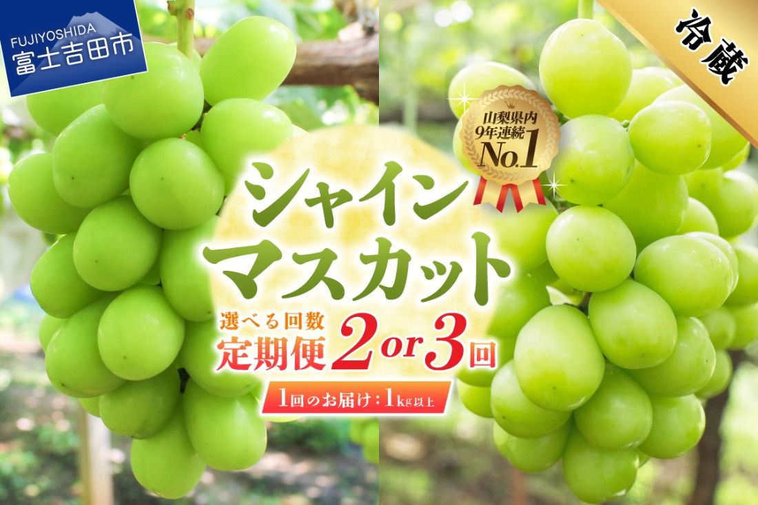 [2026年発送][選べる定期便] ジューシーで甘さ抜群 厳選シャインマスカット1kg以上 2回 3回 シャインマスカット ぶどう 果物 フルーツ 旬 山梨県 2026年 山梨 富士吉田市