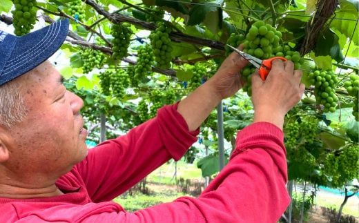 完熟スチューベン100％ おおはさま ぶどうジュース 1ℓ×2本セット 【708】