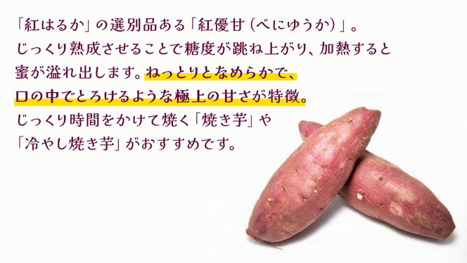 紅優甘 10kg 【 2026年12月上旬発送開始 】 ( 茨城県共通返礼品：大子町 ) さつまいも 焼き芋 熟成 高糖度 ねっとり 蜜芋 甘い スイートポテト 農家直送 産地直送 [FC202us]