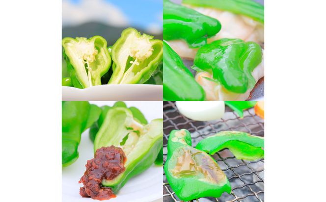 【先行予約】高知県産 植田ファームのこだわりピーマン 3kg〈2026年10月1日～2027年6月下旬〉 ピーマン 甘い 新鮮野菜 サラダ 野菜 おかず 詰め合わせ 絶品 お取り寄せ 美味しい 料理 おうちごはん 新鮮 高知県 土佐市【株式会社植田ファーム】[BQAT003]