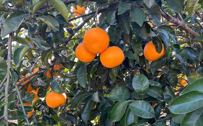 淡路島北淡産 露地栽培八朔（はっさく） -栽培期間中、農薬・除草剤・肥料不使用 -　約5kg