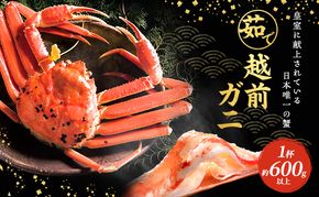 期間限定 茹で 越前ガニ 約600g以上 1杯  食通もうなる本場の味をぜひご堪能ください 越前カニ ズワイガニ カニ 蟹 海鮮 福井県 若狭町